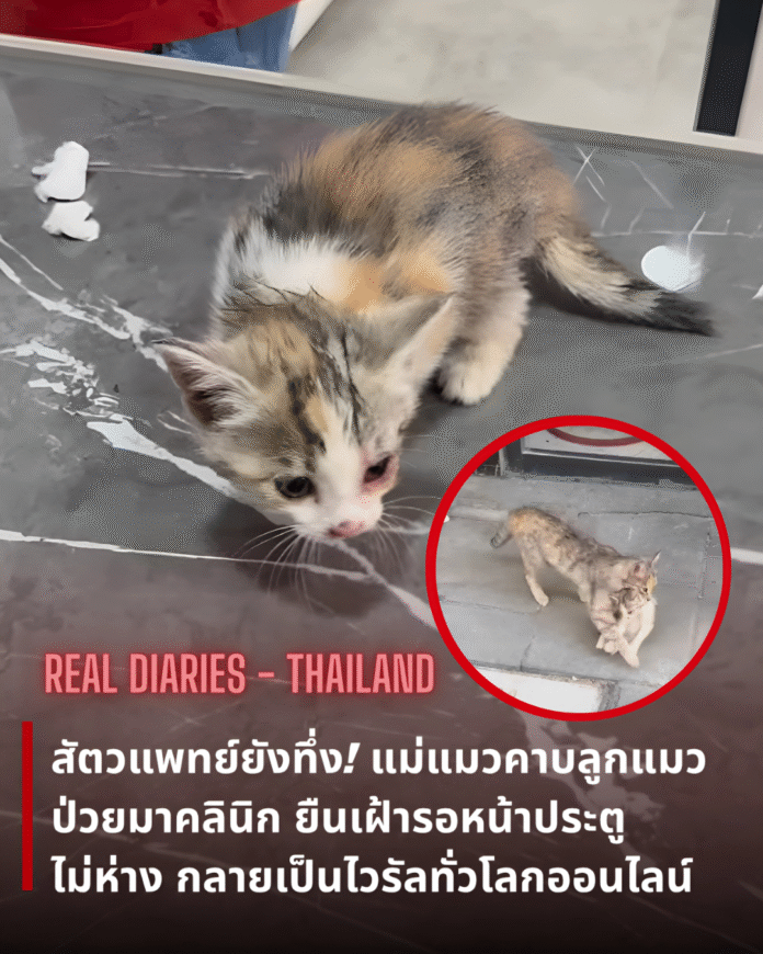 สัตวแพทย์ยังทึ่ง! แม่แมวคาบลูกแมวป่วยมาคลินิก ยืนเฝ้ารอหน้าประตูไม่ห่าง กลายเป็นไวรัลทั่วโลกออนไลน์